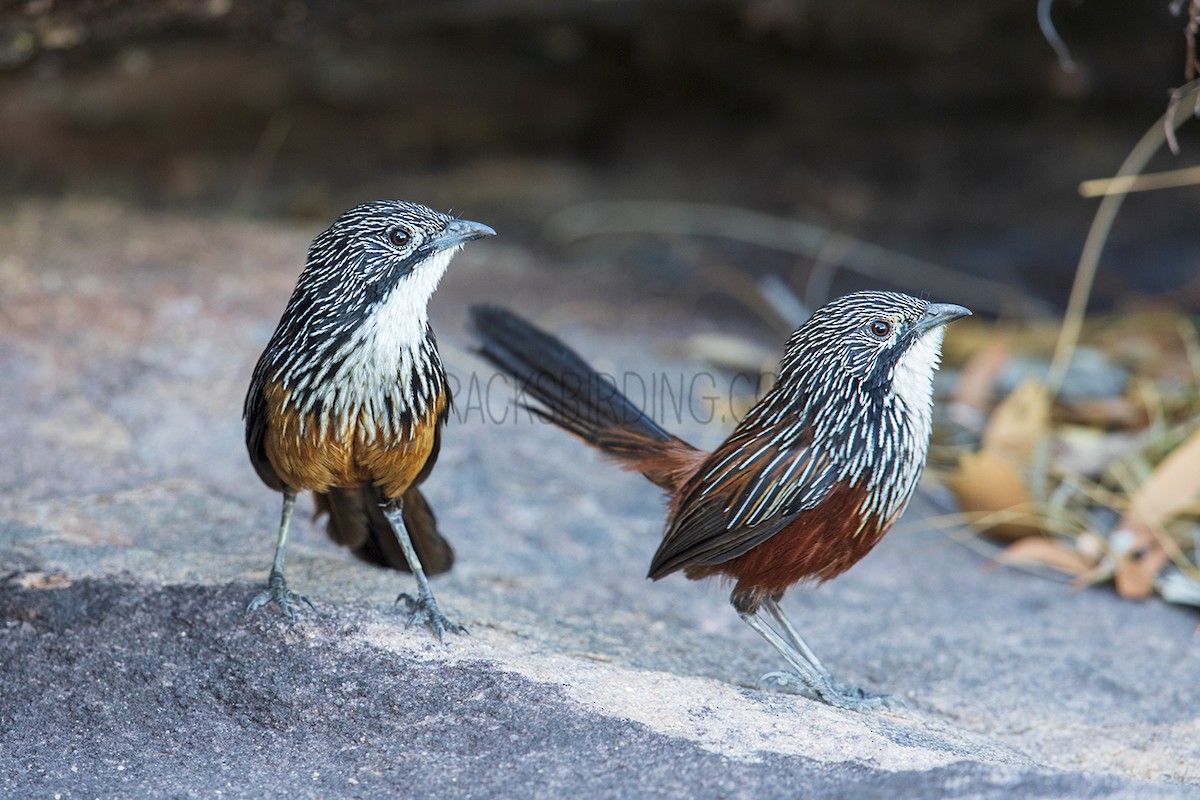 White-throated Grasswren - Laurie Ross | Tracks Birding & Photography Tours