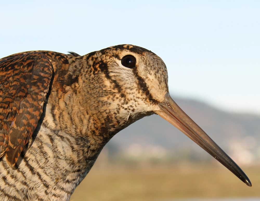 Eurasian Woodcock - Urdaibai  Bird Center