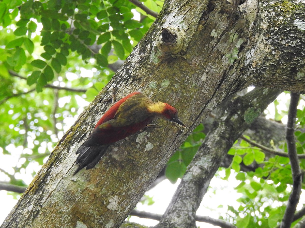 Crimson-winged Woodpecker - Tuck Hong Tang