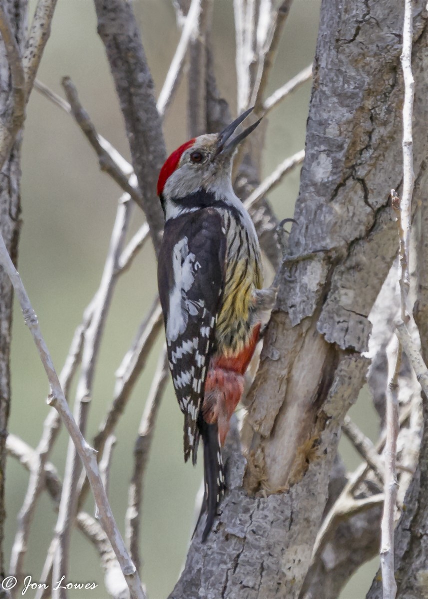 Middle Spotted Woodpecker - Jon Lowes