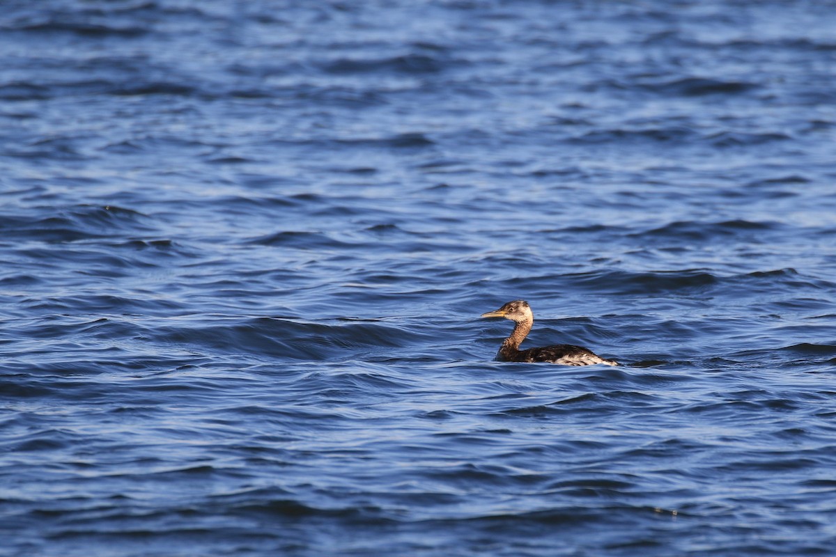 Red-necked Grebe - ML104264751