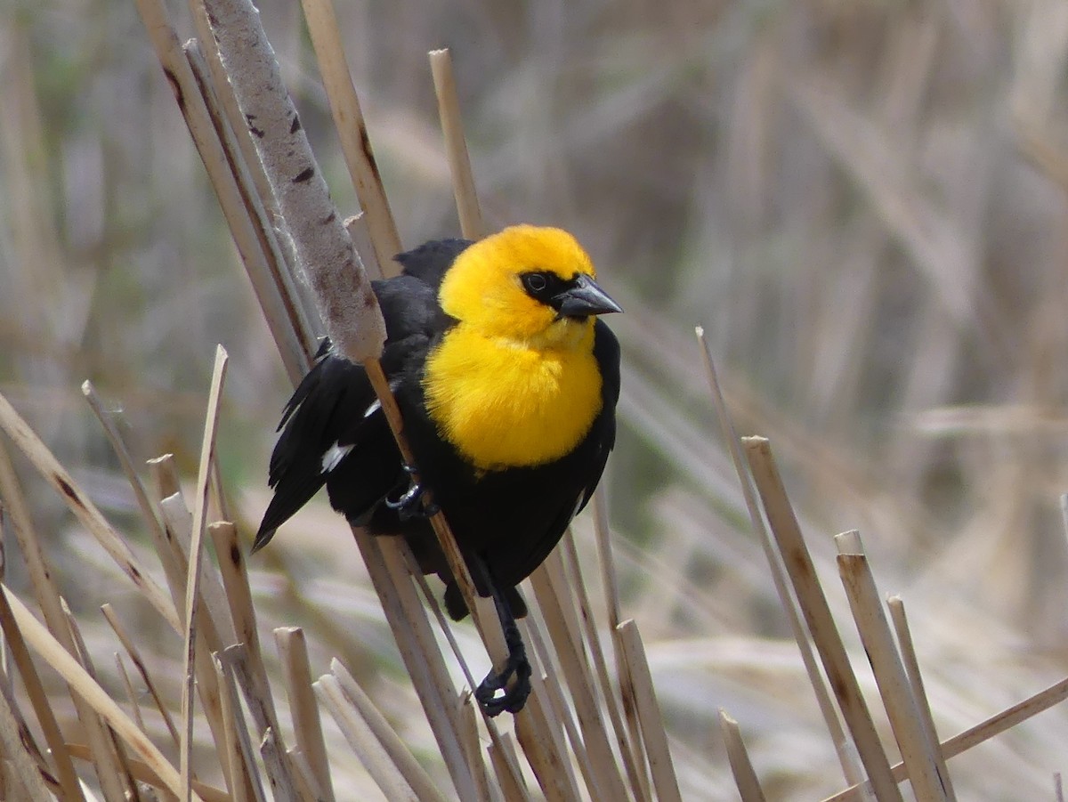 Yellow-headed Blackbird - ML104266941