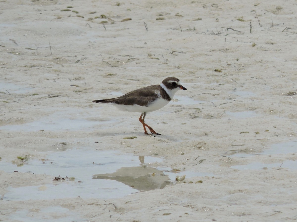 Semipalmated Plover - ML104267641