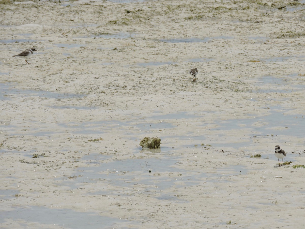 Semipalmated Plover - ML104267651