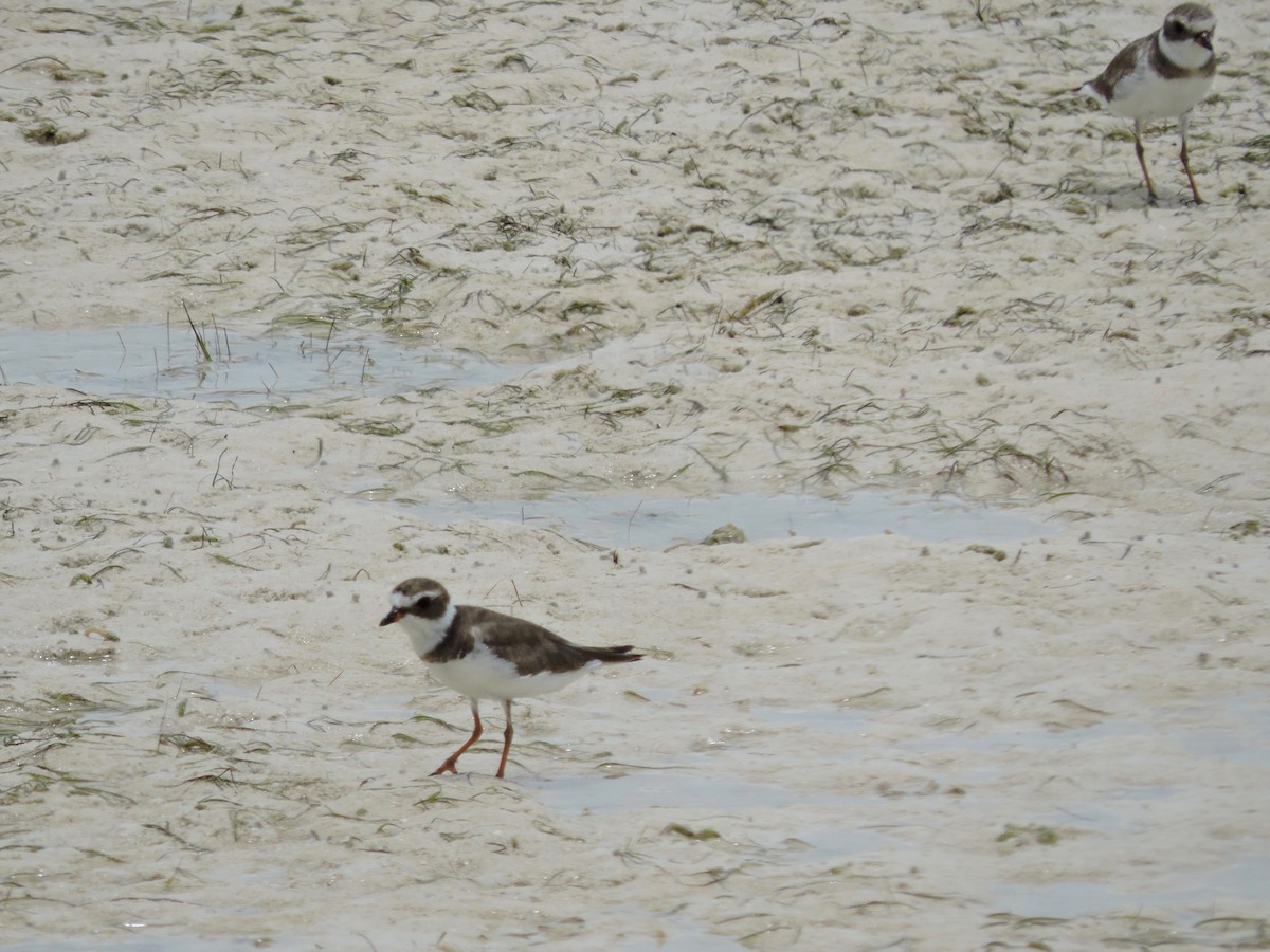 Semipalmated Plover - ML104267661