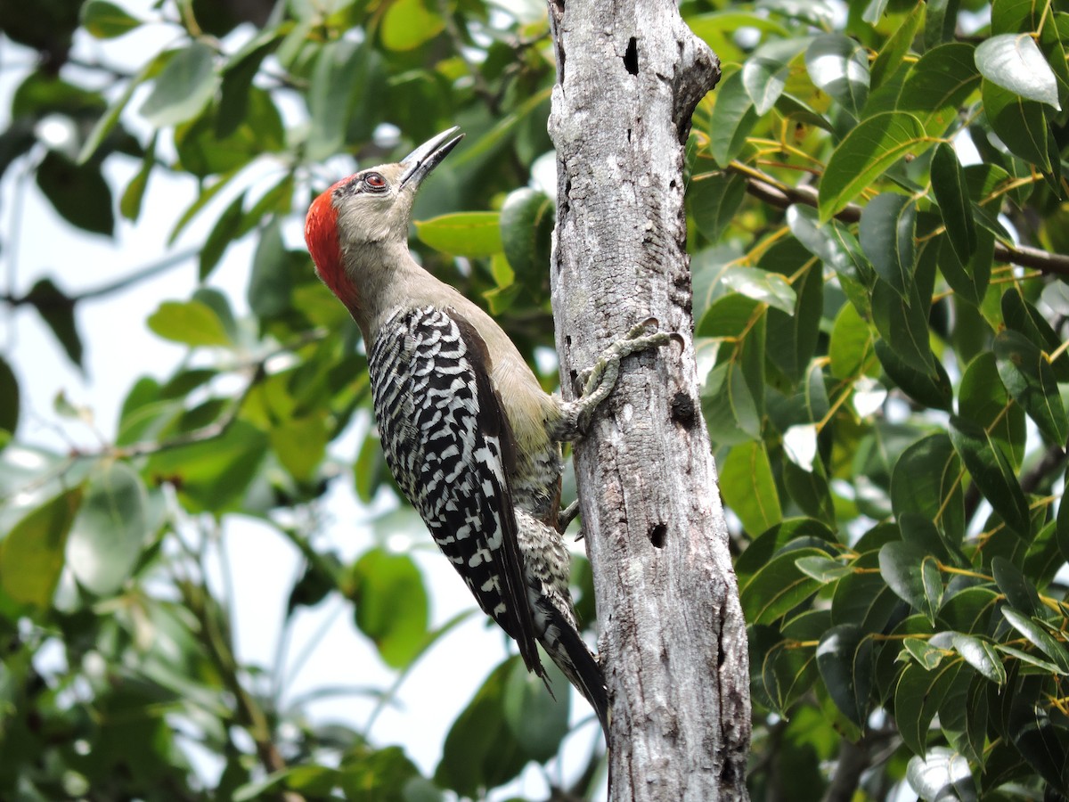 West Indian Woodpecker - ML104267691