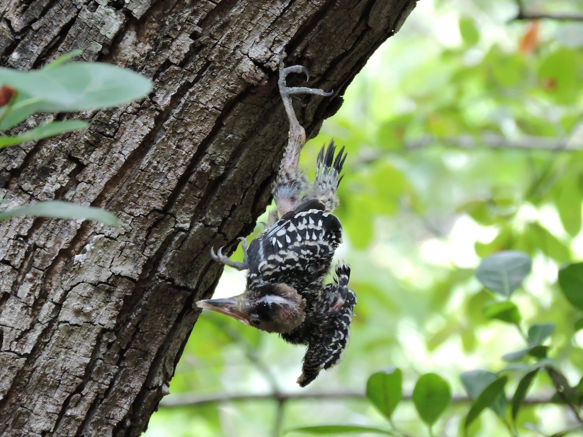 West Indian Woodpecker - ML104267711