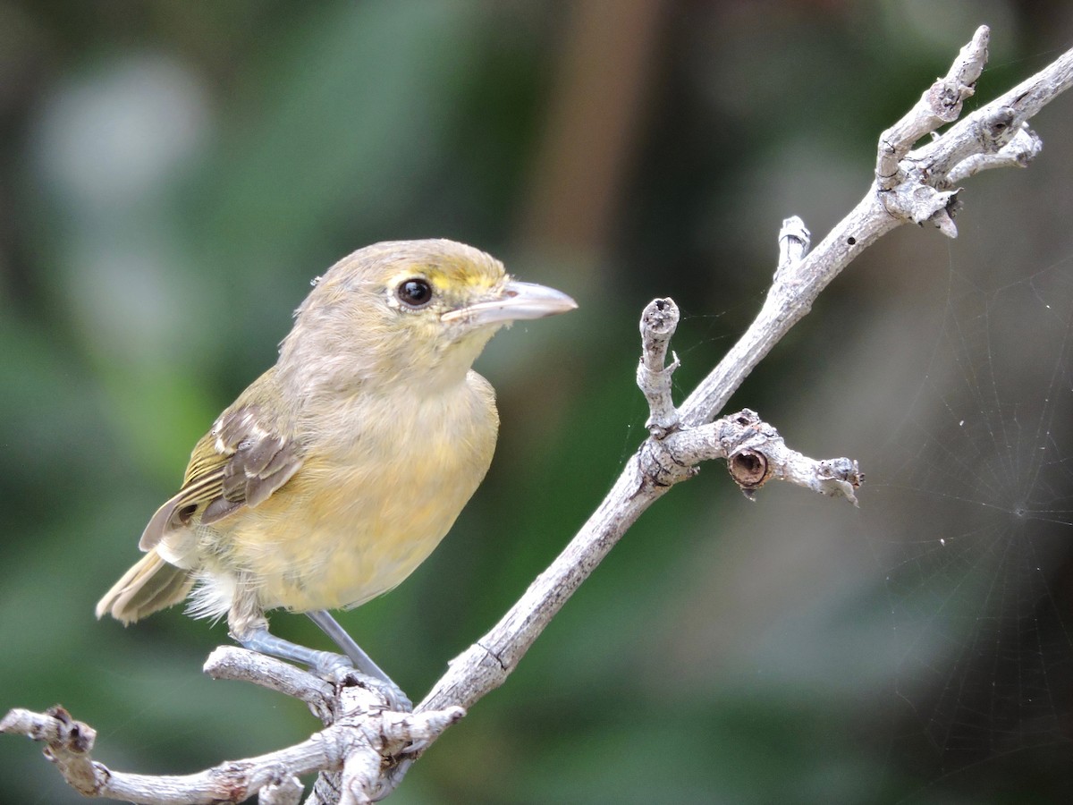 Thick-billed Vireo - ML104267781