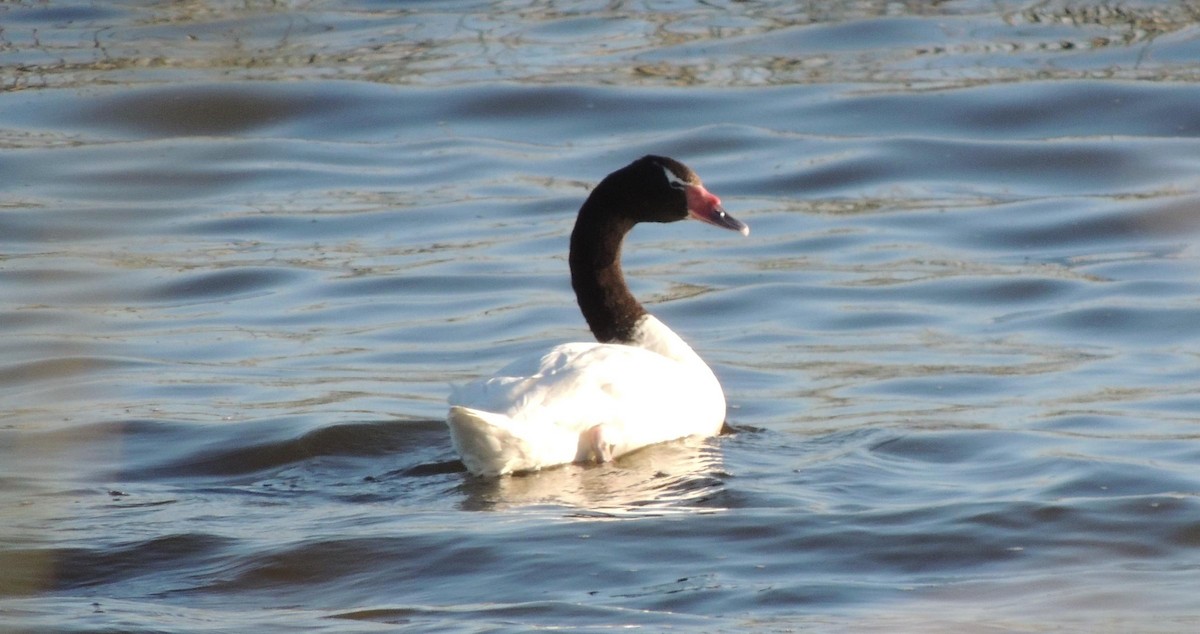 Black-necked Swan - Pablo Alejandro Pla