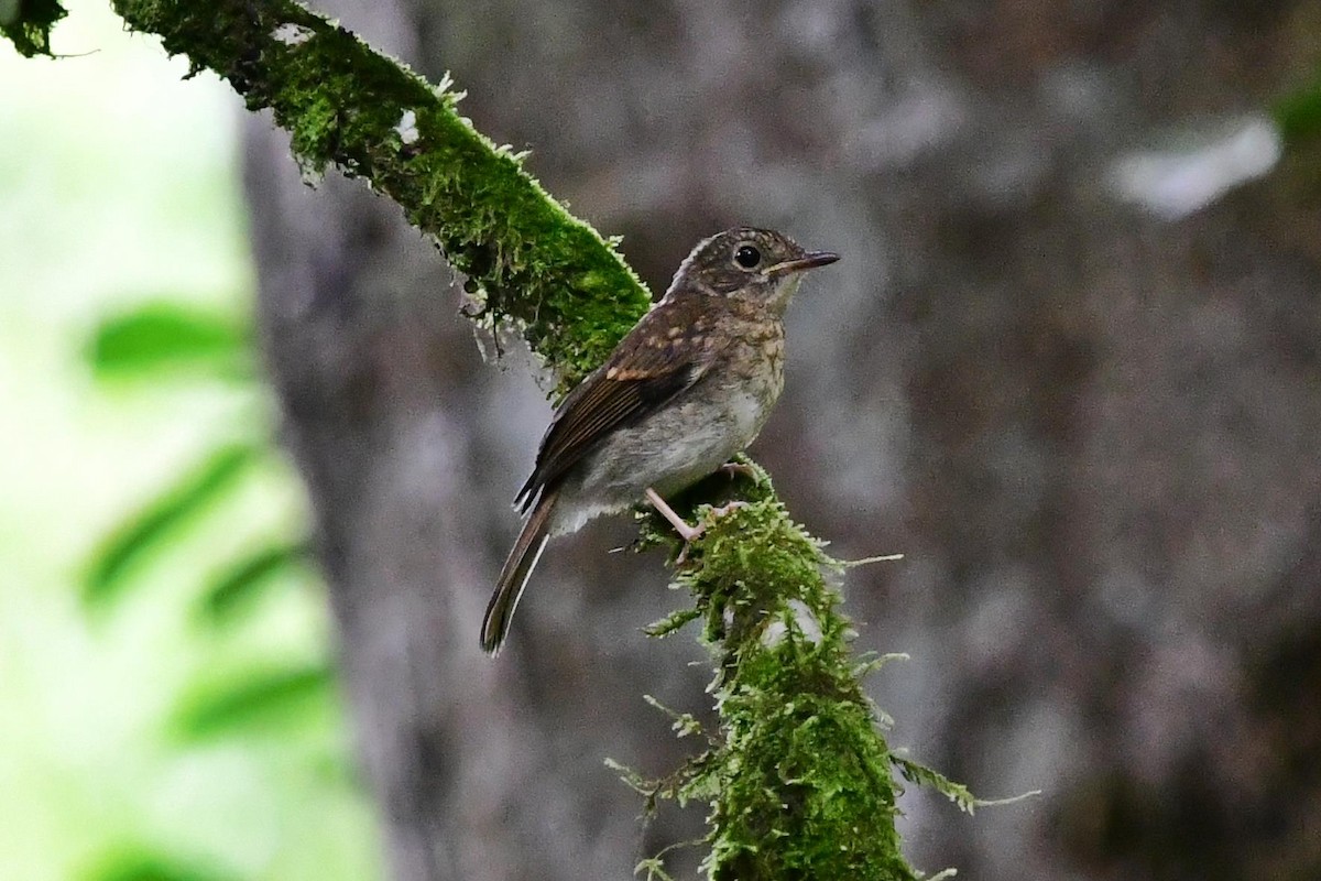 Fulvous-chested Jungle Flycatcher - Anonymous