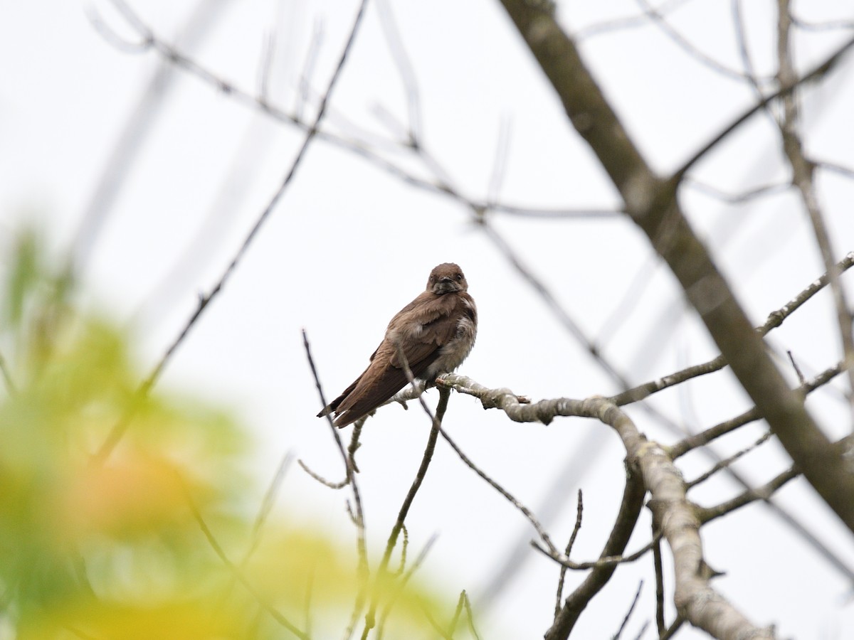 Northern Rough-winged Swallow - Hugh Whelan