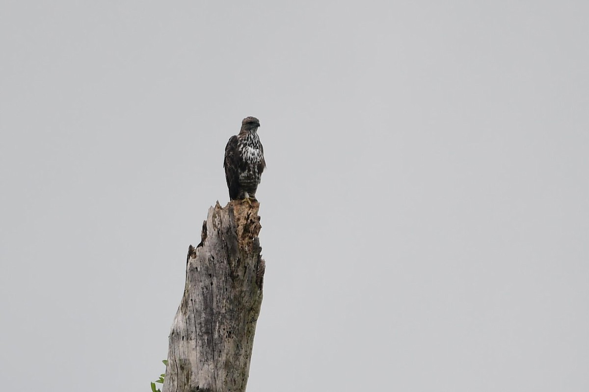 Changeable Hawk-Eagle (Changeable) - Anonymous