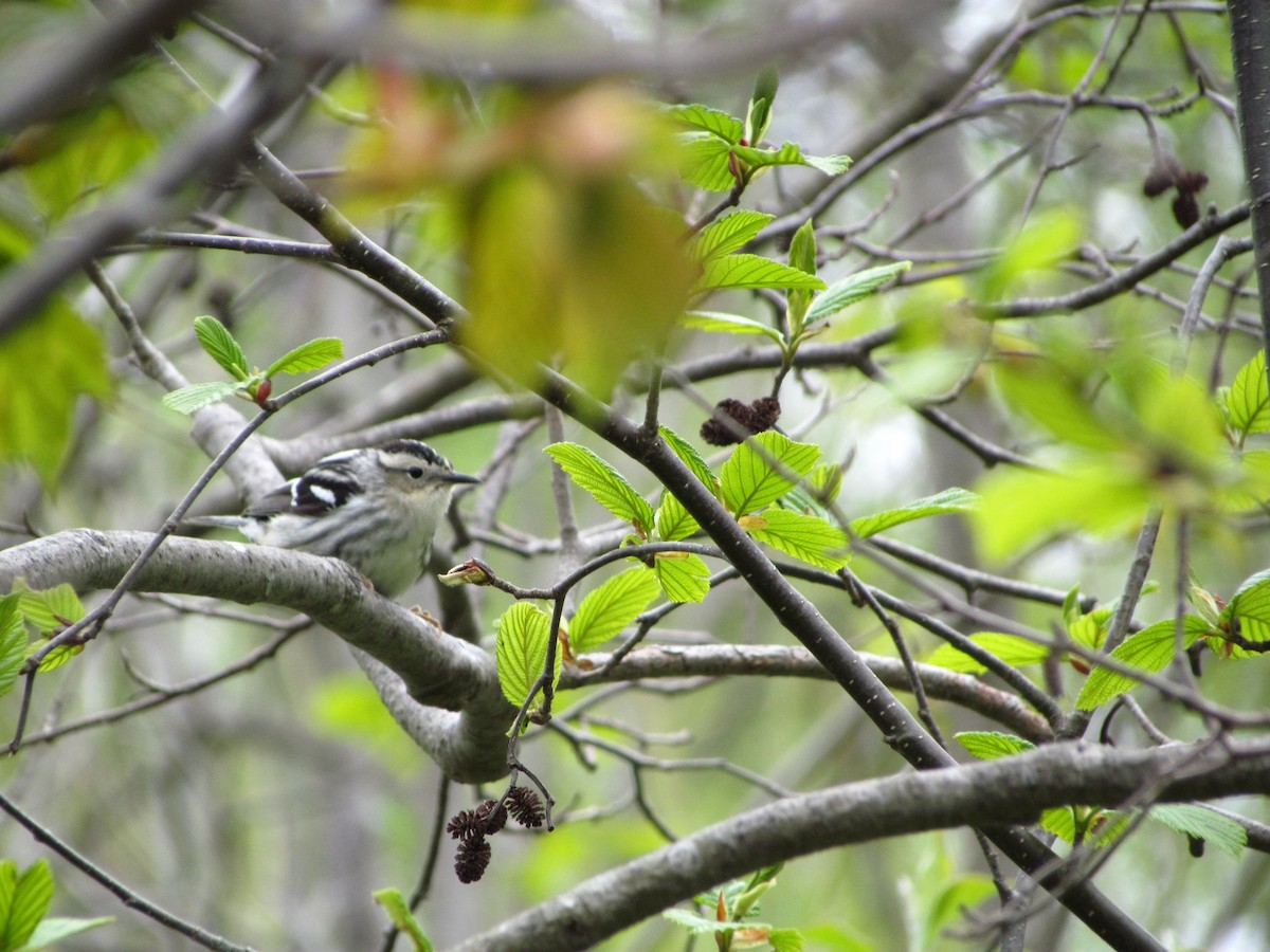 Black-and-white Warbler - Sarah Butt