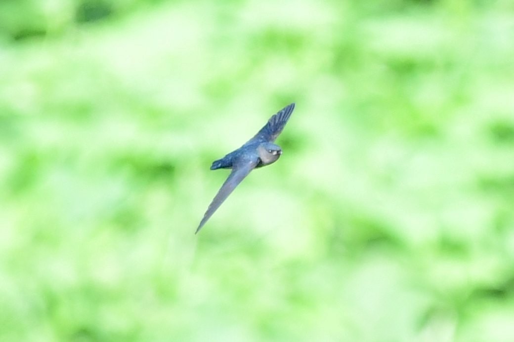 Plume-toed Swiftlet - Anonymous