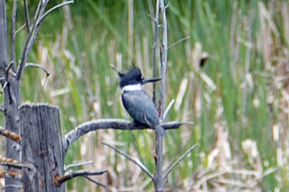 Belted Kingfisher - Dale Pate