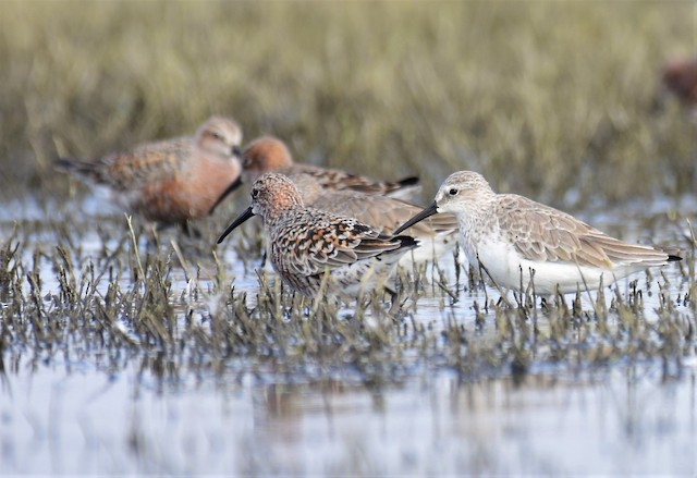 First Alternate Curlew Sandpiper (right) with Definitive Alternate individuals (female center-front and male in back). - Curlew Sandpiper - 