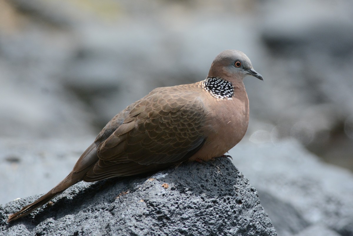 Spotted Dove - David Roberts