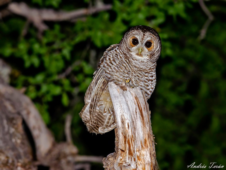 Rufous-legged Owl - Andrés  Terán
