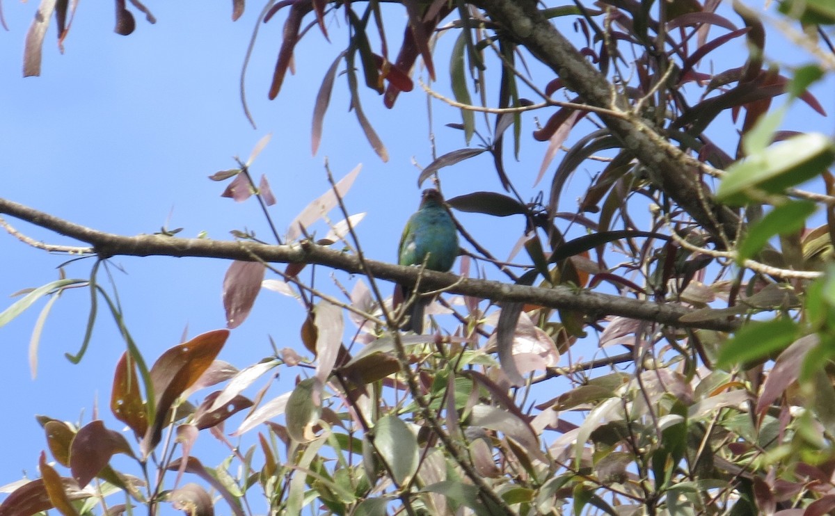 Bay-headed Tanager - ML104284241