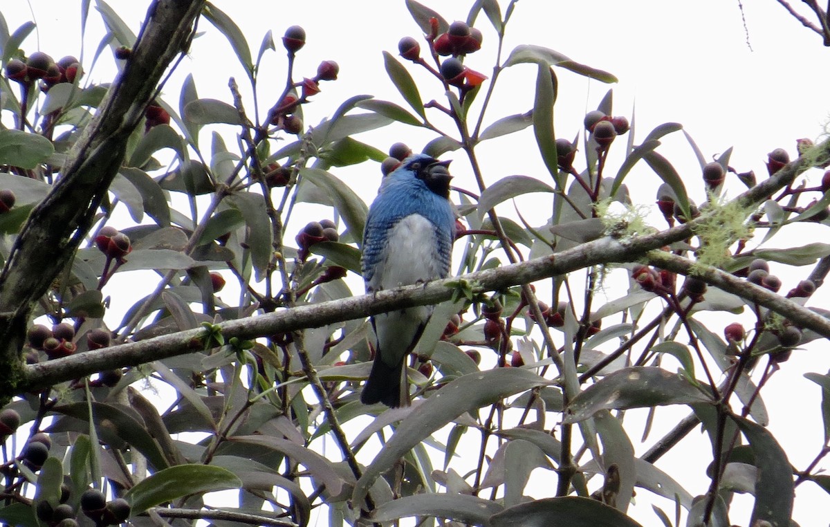 Swallow Tanager - ML104284681
