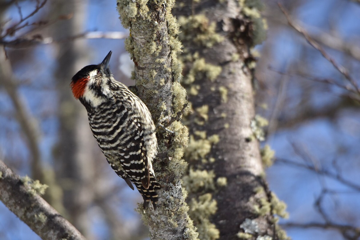 Striped Woodpecker - Hederd Torres García
