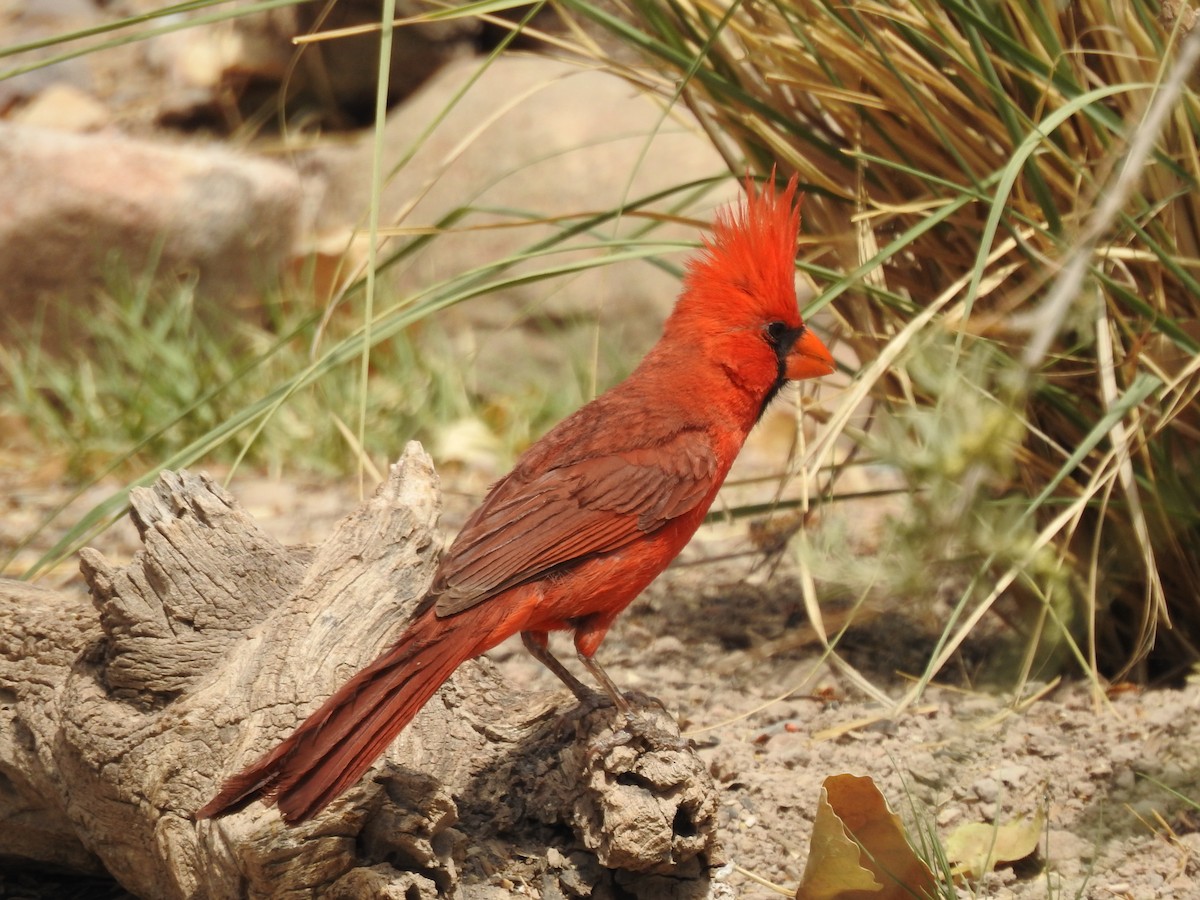 Northern Cardinal - Bill Ypsilantis