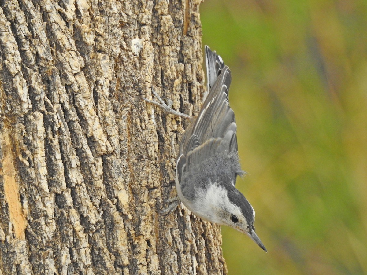 White-breasted Nuthatch - ML104296701