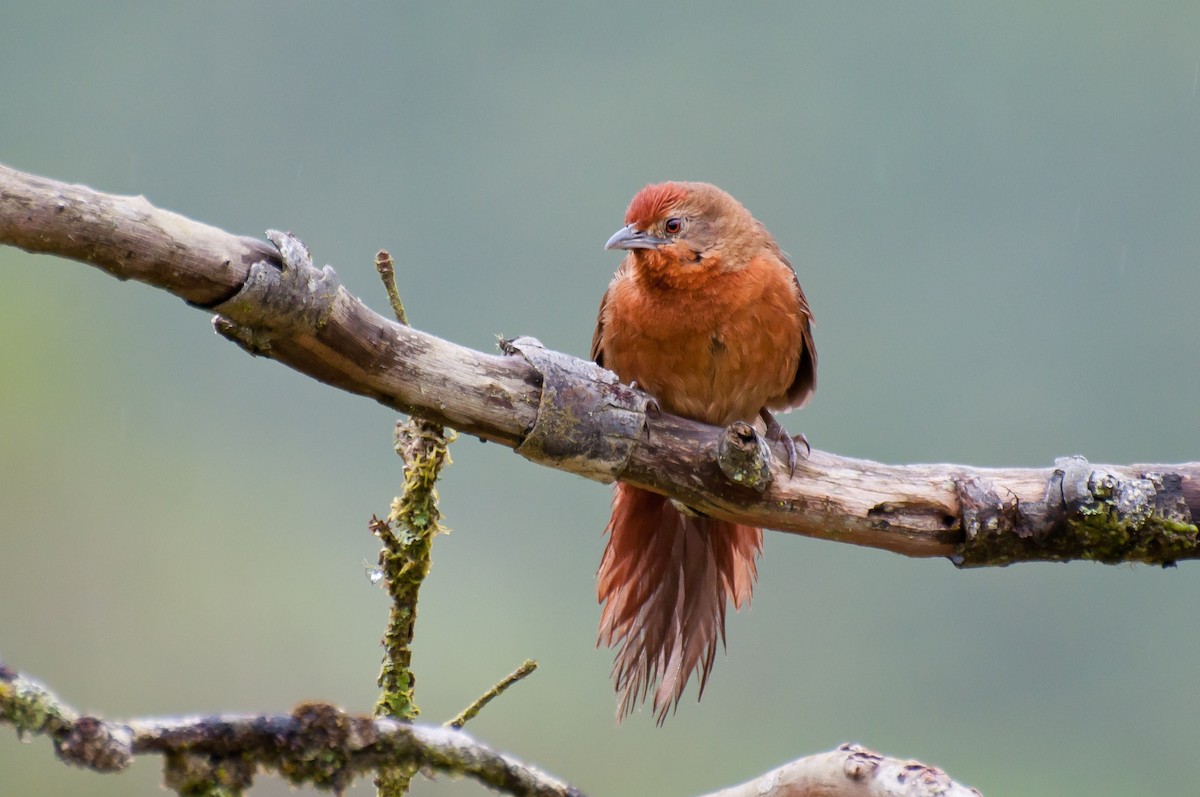 Orange-breasted Thornbird - Marcos Eugênio Birding Guide
