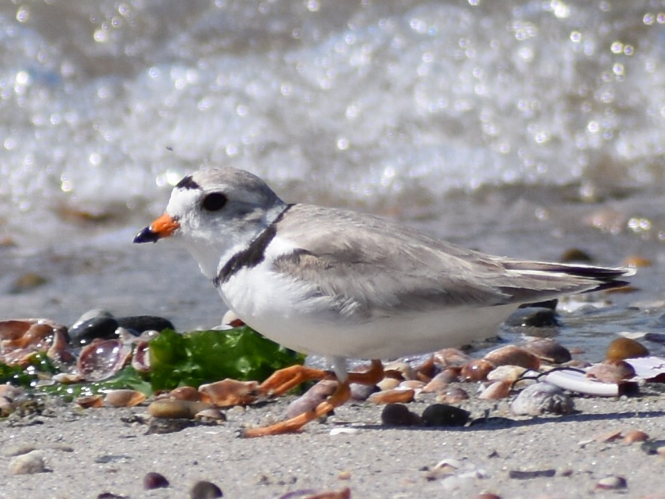 Piping Plover - Andrew Rapp