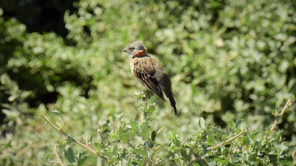 Rufous-collared Sparrow - ML104300301