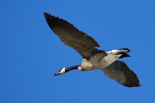 Canada Goose, ML104301901