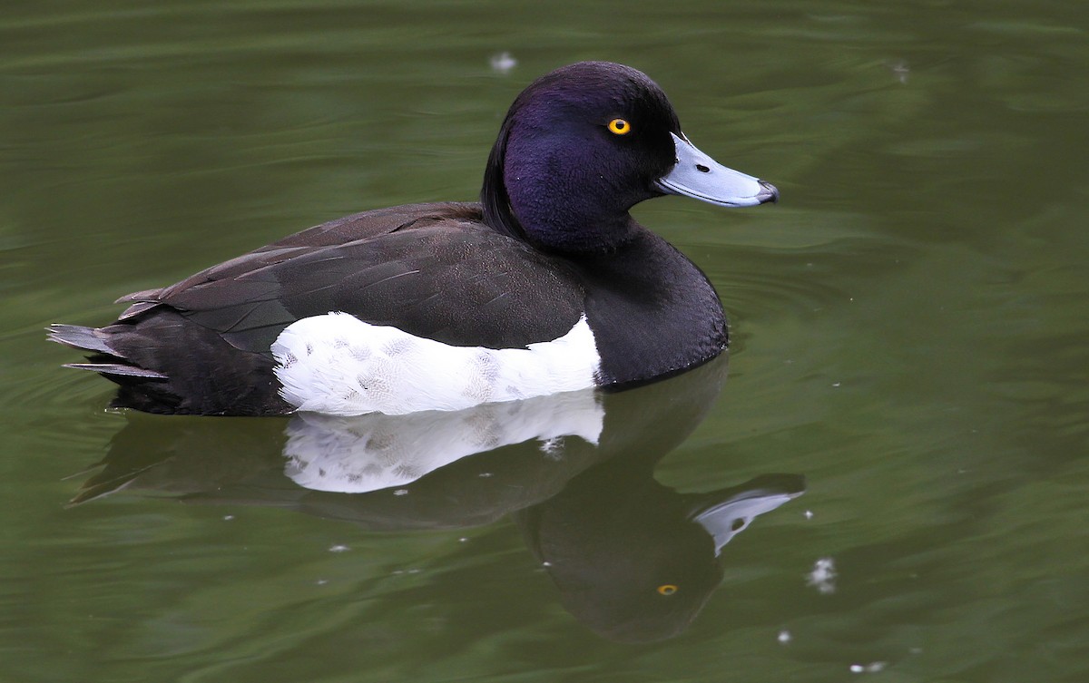 Tufted Duck - ML104303001