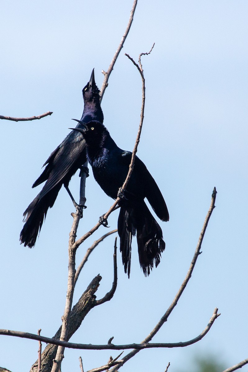 Boat-tailed Grackle - ML104304301
