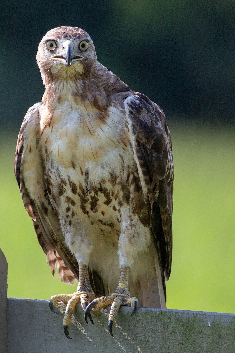 Red-tailed Hawk - ML104305221
