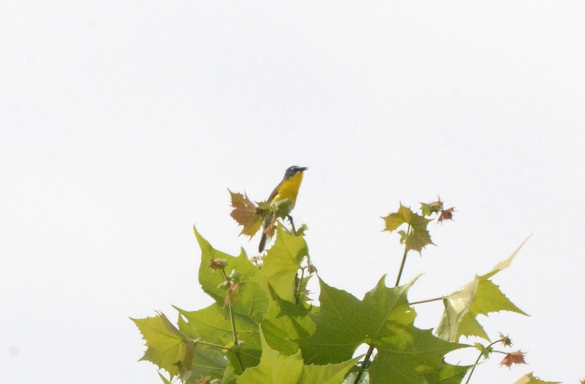 Yellow-breasted Chat - Bill Telfair