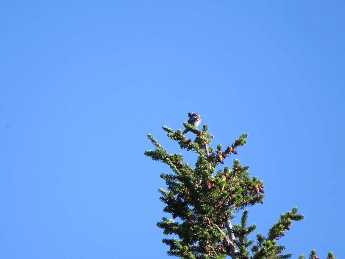 Yellow-rumped Warbler (Audubon's) - Garth Harwood