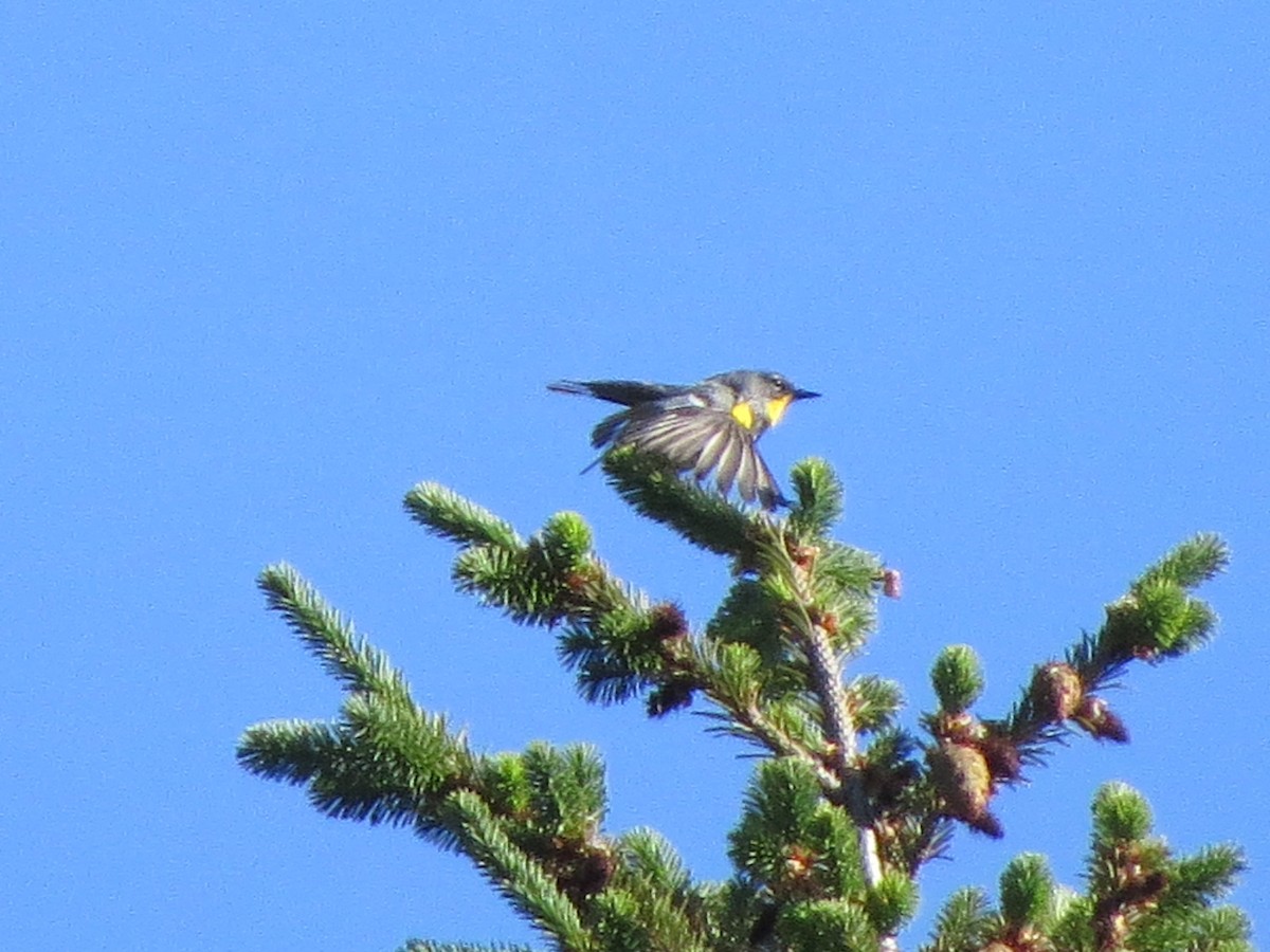 Yellow-rumped Warbler (Audubon's) - Garth Harwood