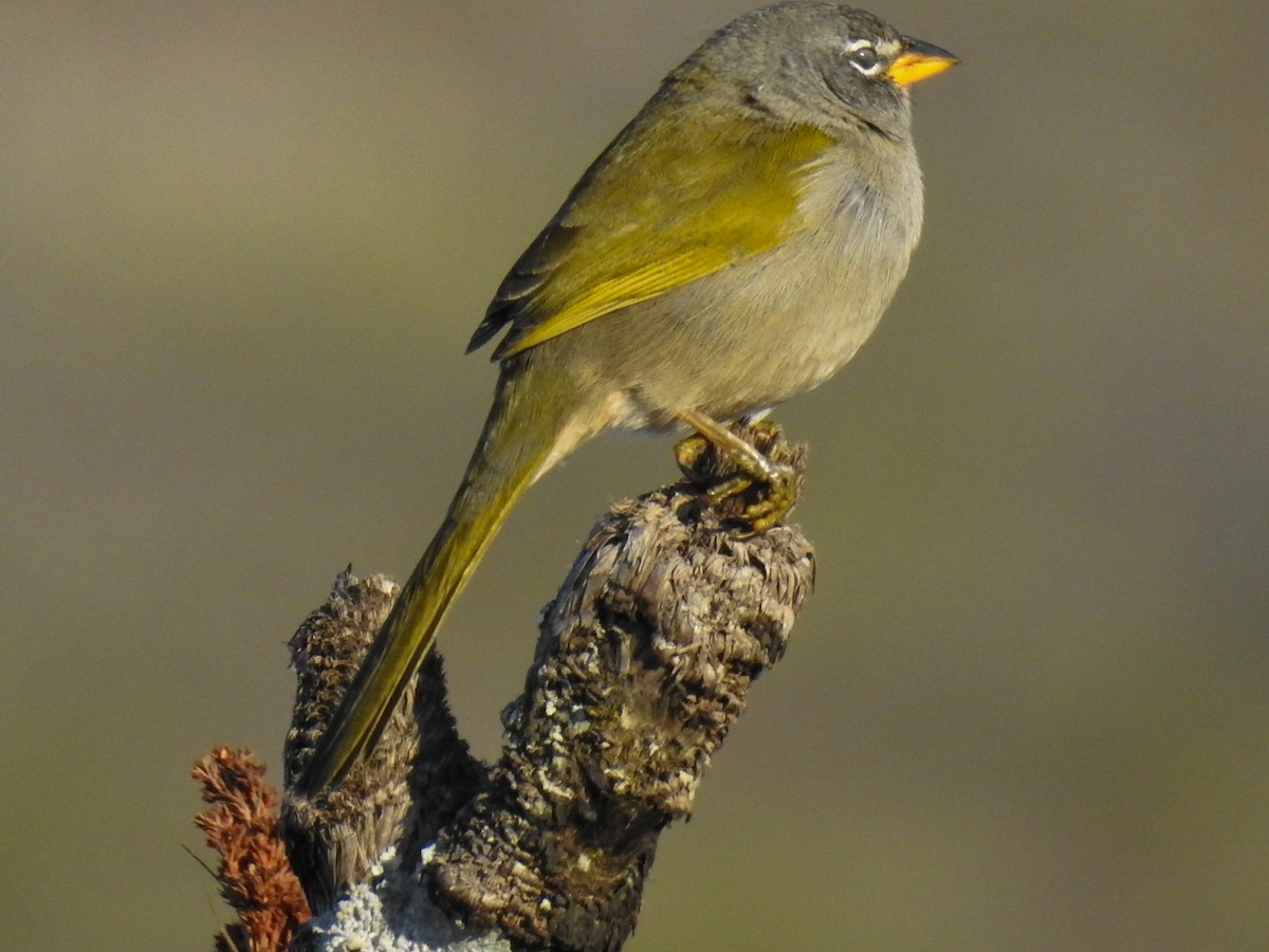 Pale-throated Pampa-Finch - Pam Rasmussen