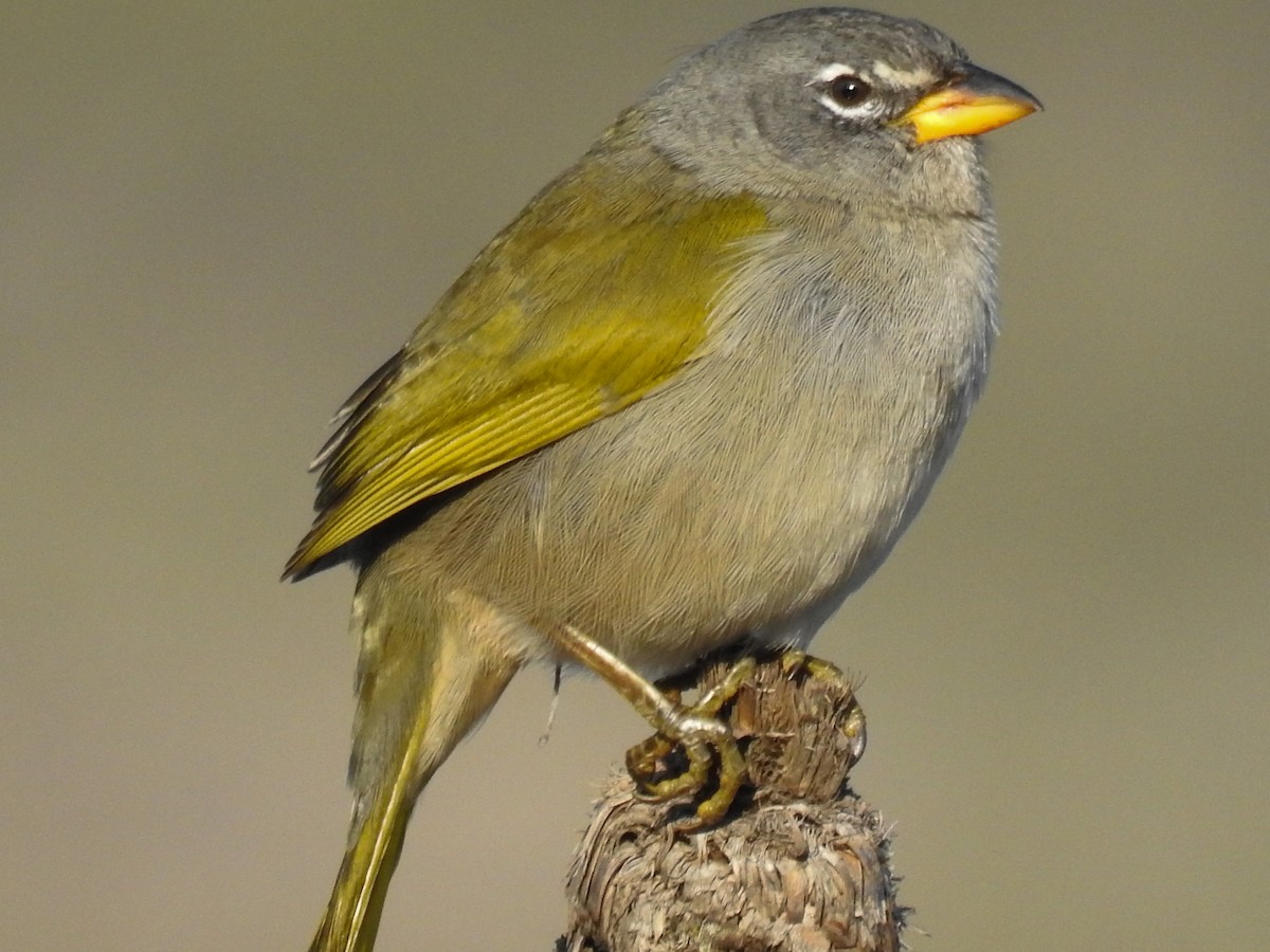 Pale-throated Pampa-Finch - ML104308811