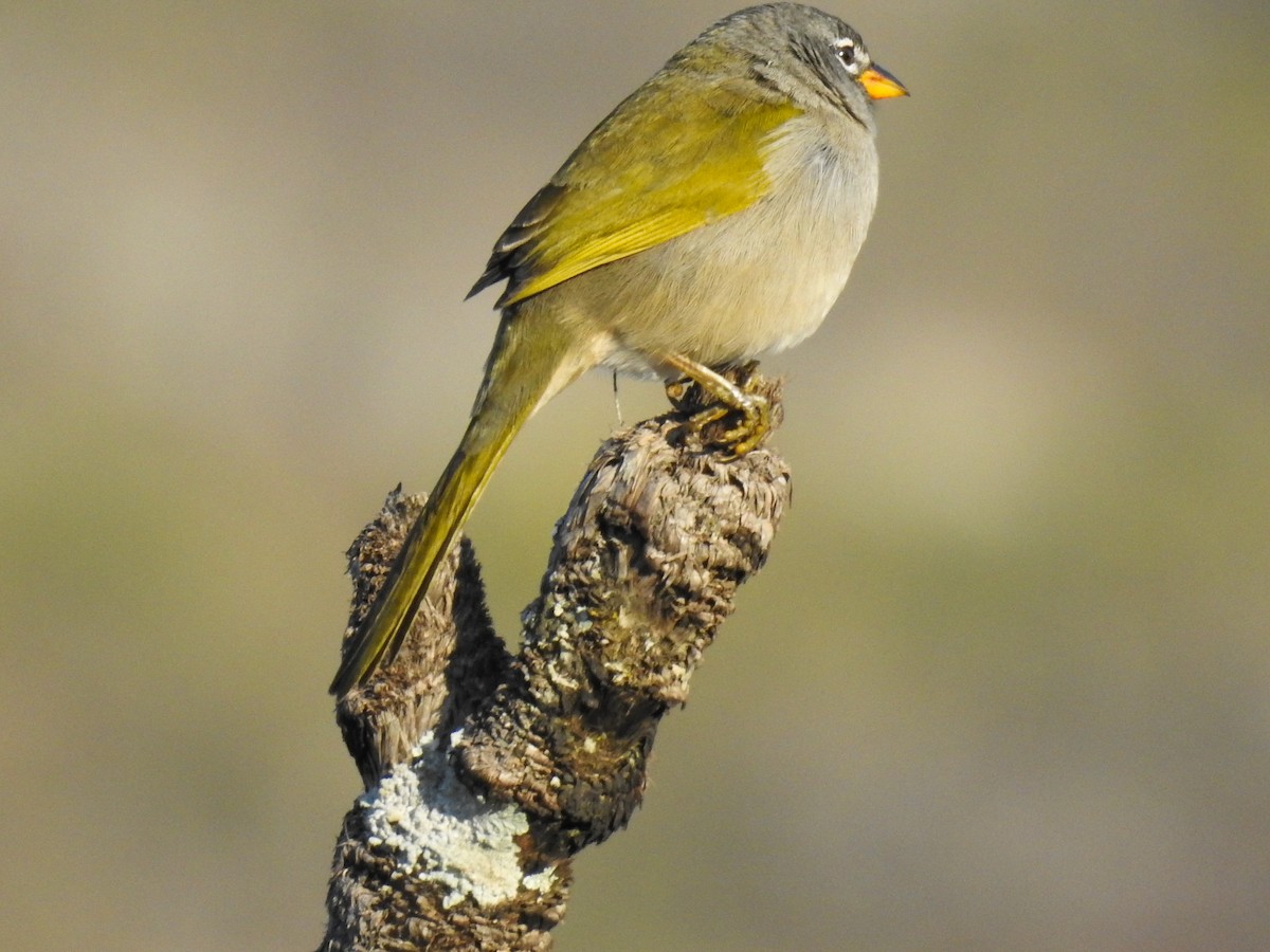 Pale-throated Pampa-Finch - ML104308821