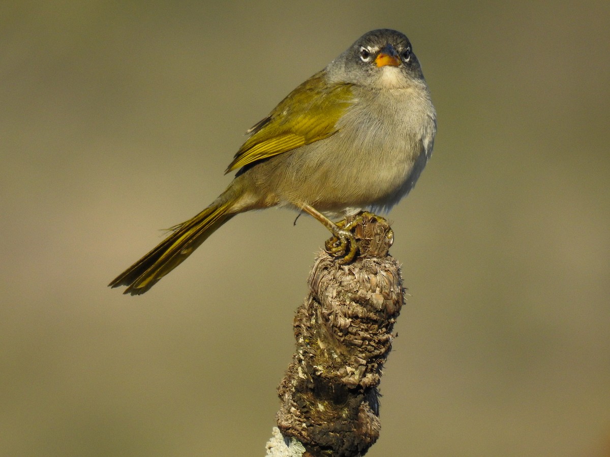 Pale-throated Pampa-Finch - ML104308831