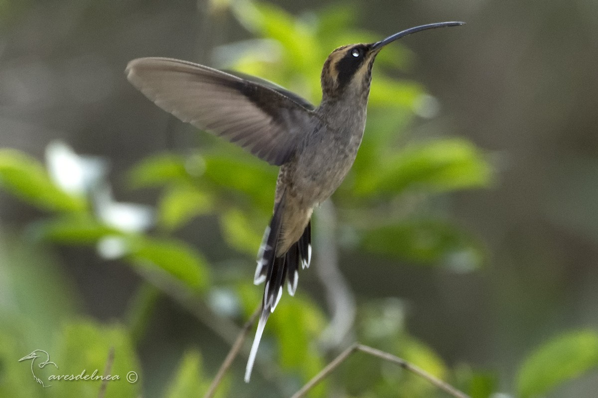 Scale-throated Hermit - Marcelo Allende
