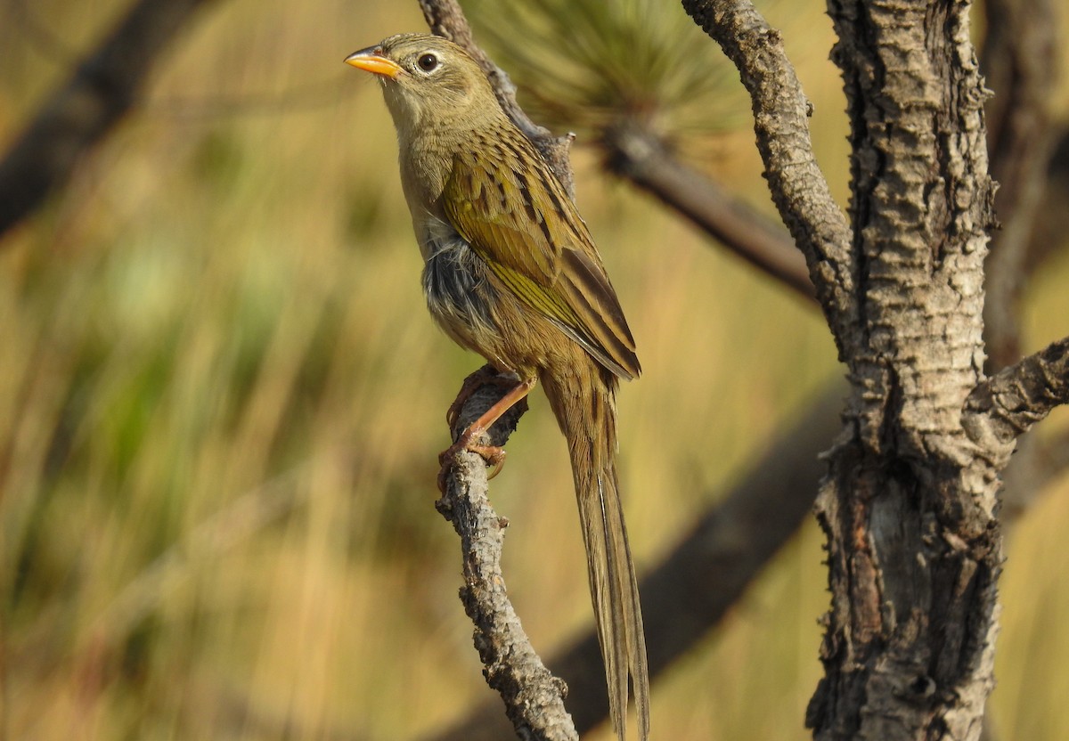Wedge-tailed Grass-Finch - ML104309241