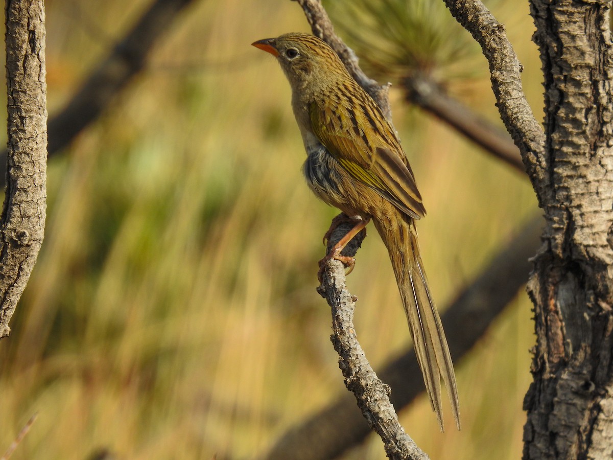 Wedge-tailed Grass-Finch - ML104309251