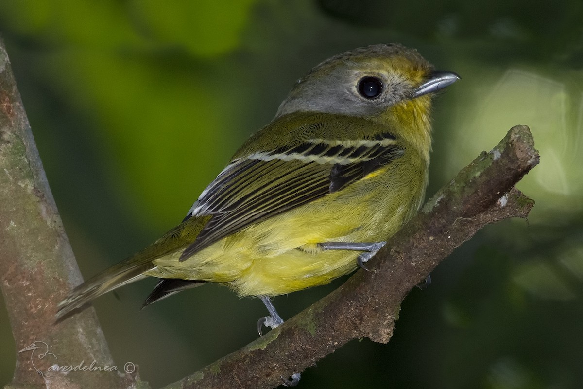 Wing-barred Piprites - ML104310501