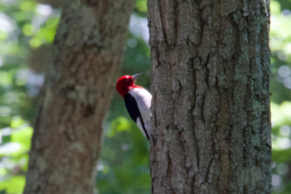 Red-headed Woodpecker - Ann Van Sant
