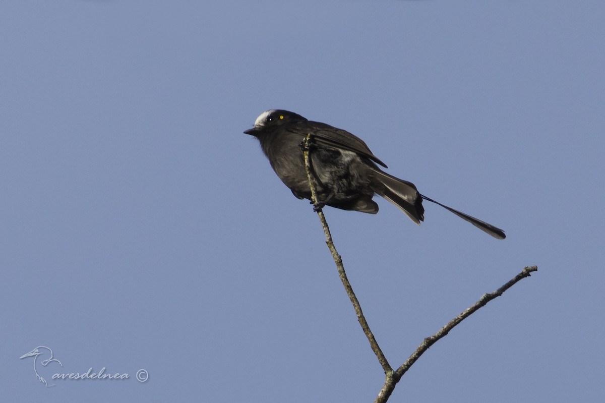 Long-tailed Tyrant - Marcelo Allende