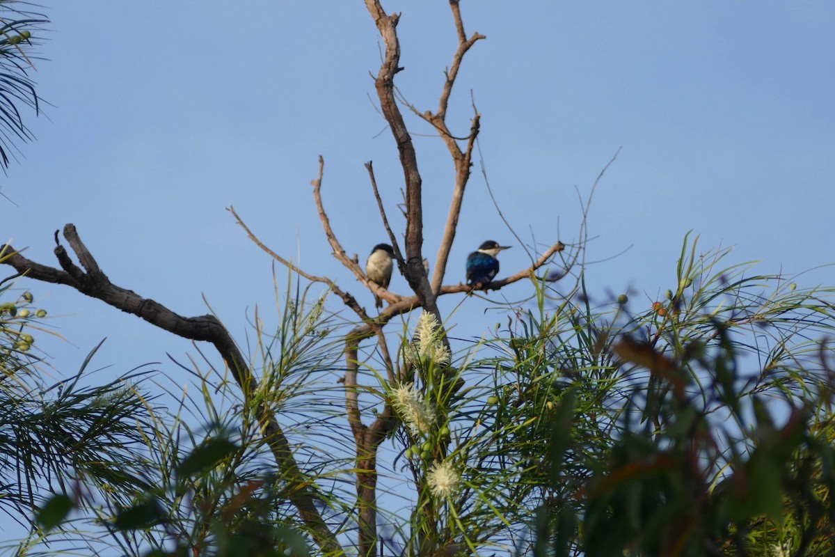Forest Kingfisher - ML104311861