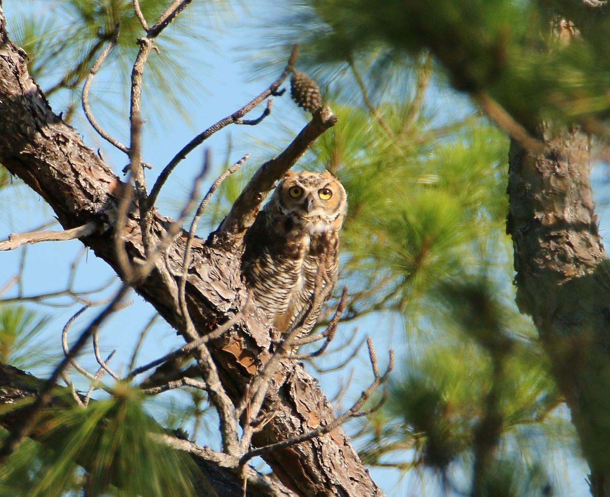 Great Horned Owl - ML104313371