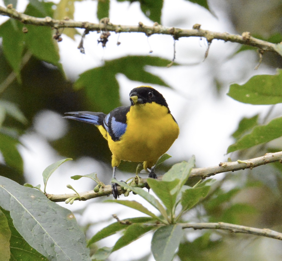 Blue-winged Mountain Tanager - ML104314321